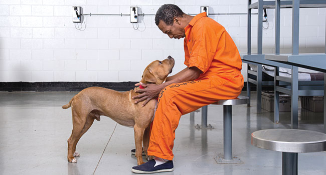 Are Pets Allowed in Prison for Visitation?